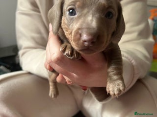 Miniature Dachshund dogs - Advert 14