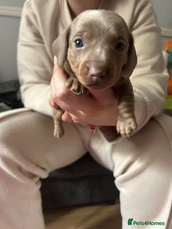Miniature Dachshund dogs - Advert 9