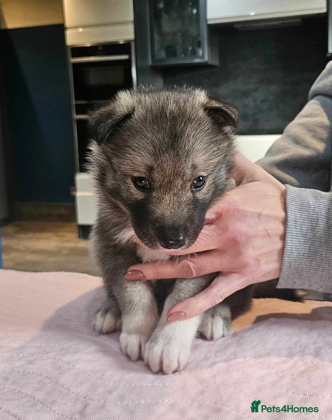 Siberian Husky dogs for sale: Stunning siberian husky puppies in Derby - Advert 15