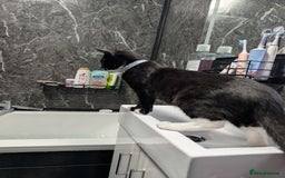 Mixed Breed cats for sale: Kitten for sale  - Image 6