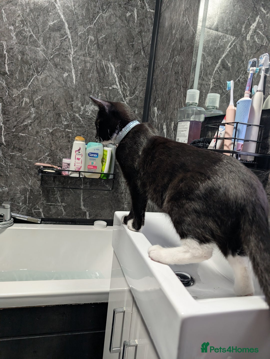 Mixed Breed cats for sale: Kitten for sale  - Image 6