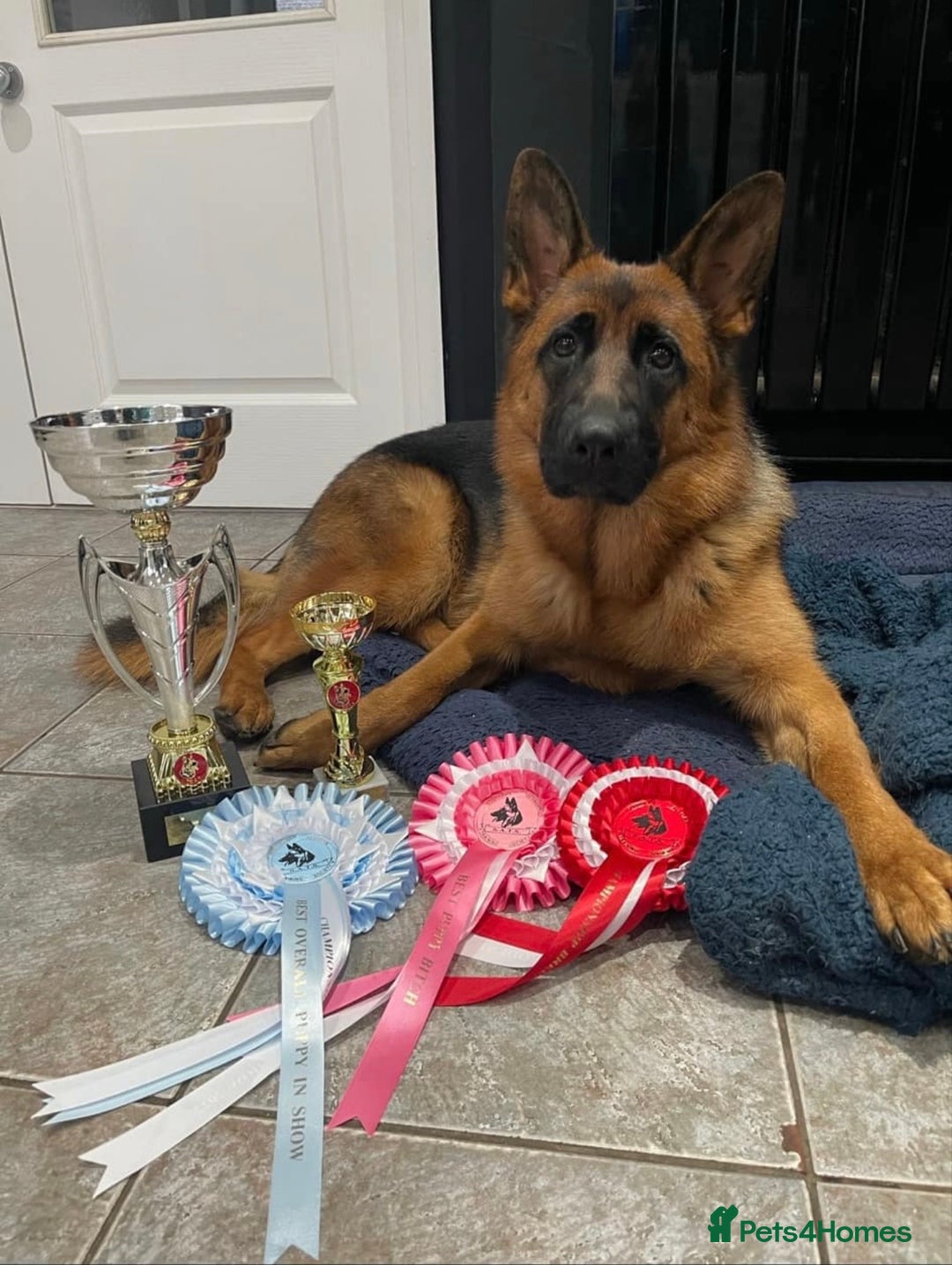 German Shepherd dogs for sale: ****UPCOMING LITTER*** - Advert 3