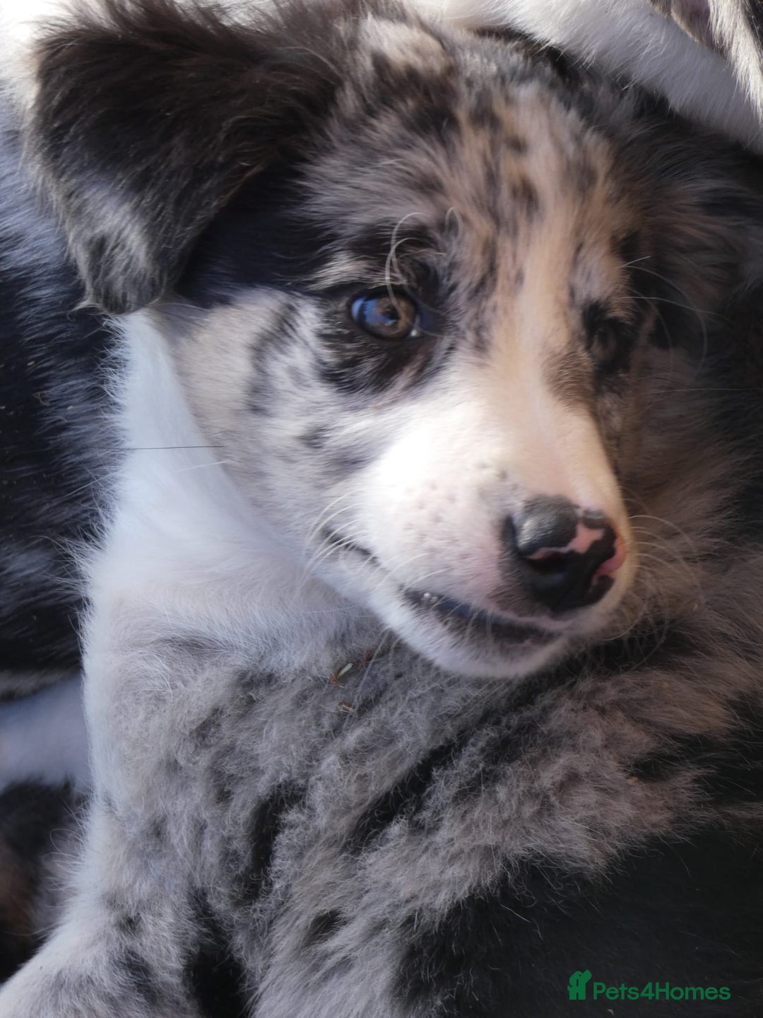 Border Collie dogs for sale: Red, and blue merle, tri, b/w collies farm reared - Image 21