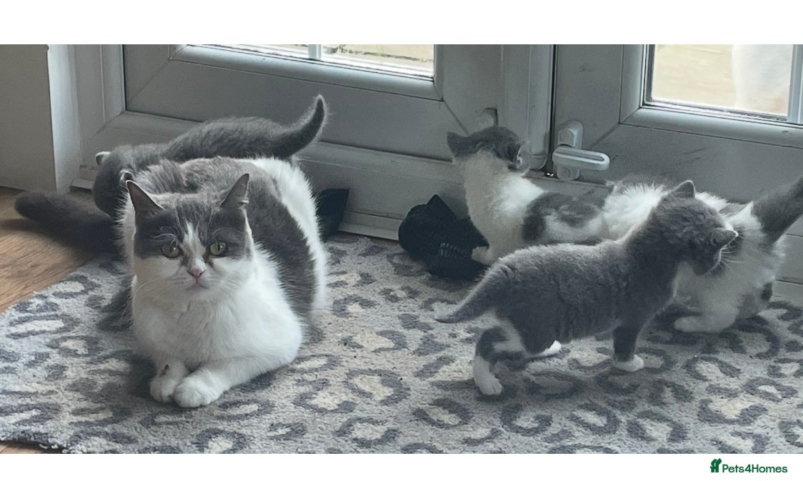 Mixed Breed cats Fluffy persian mixed  - Advert 11