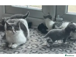 Mixed Breed cats Fluffy persian mixed - Advert 1