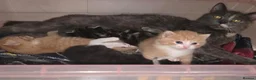 Mixed Breed cats for sale: Mixed kittens for sale  - Advert 1