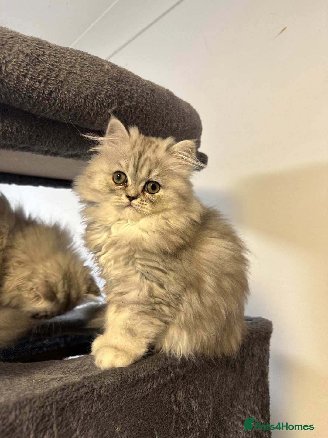 Persian cats for sale: Beautiful Persian x Exotic Kittens - Now Ready! - Image 10