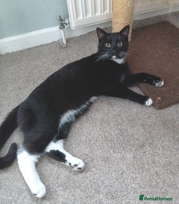 Mixed Breed cats BASIL - Advert 3