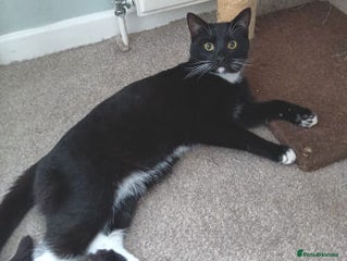 Mixed Breed cats BASIL - Advert 3