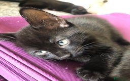 British Shorthair cats for sale: 🐾 A Rare Band of Ghost Tabby Kittens 🐾 - Image 32