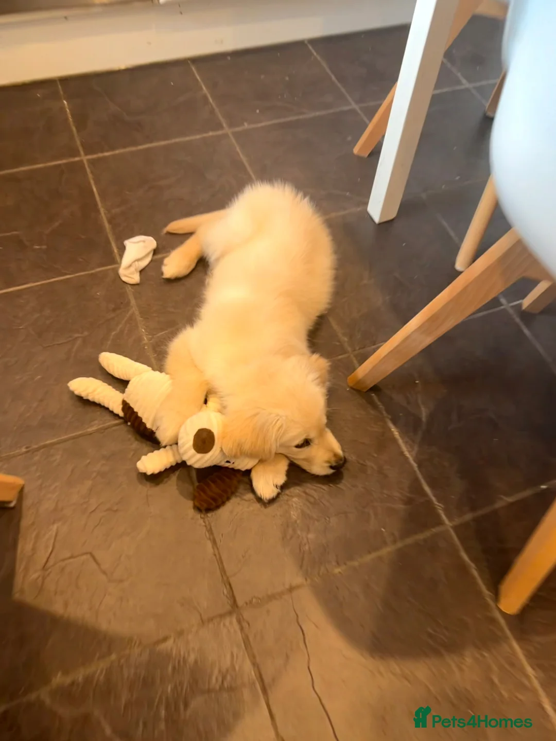 Golden Retriever dogs for sale: Benny is looking for a new home  in Doncaster - Advert 8