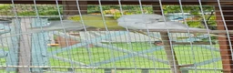 Budgerigars birds for sale: Aviary breed baby budgies - Advert 9