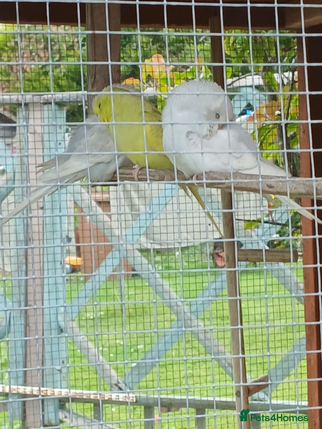 Budgerigars birds for sale: Aviary breed baby budgies - Advert 9