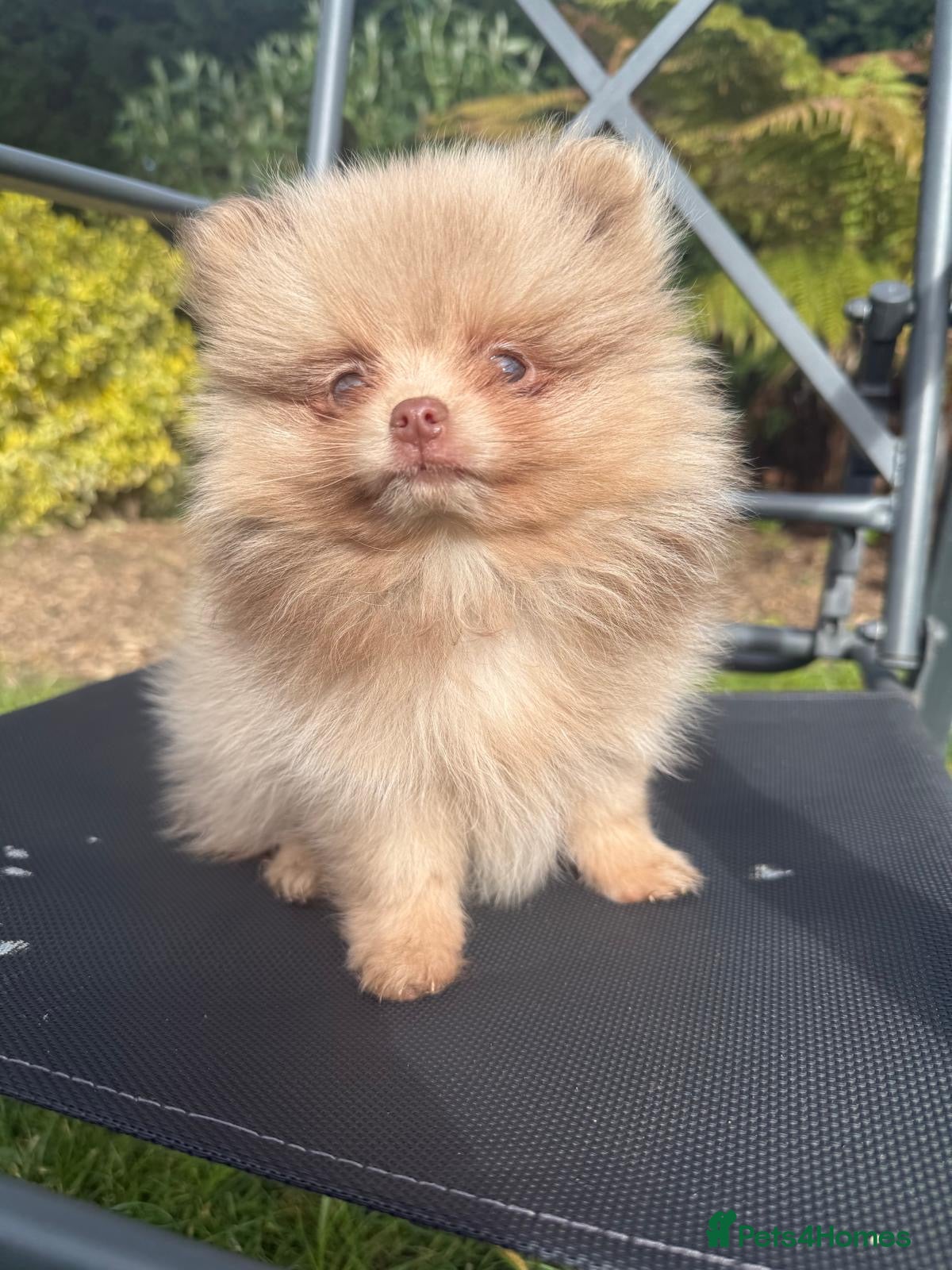 Pomeranian dogs 🧸 Incredible Teddy Bear Thai Line Pom puppies 🧸 - Advert 2