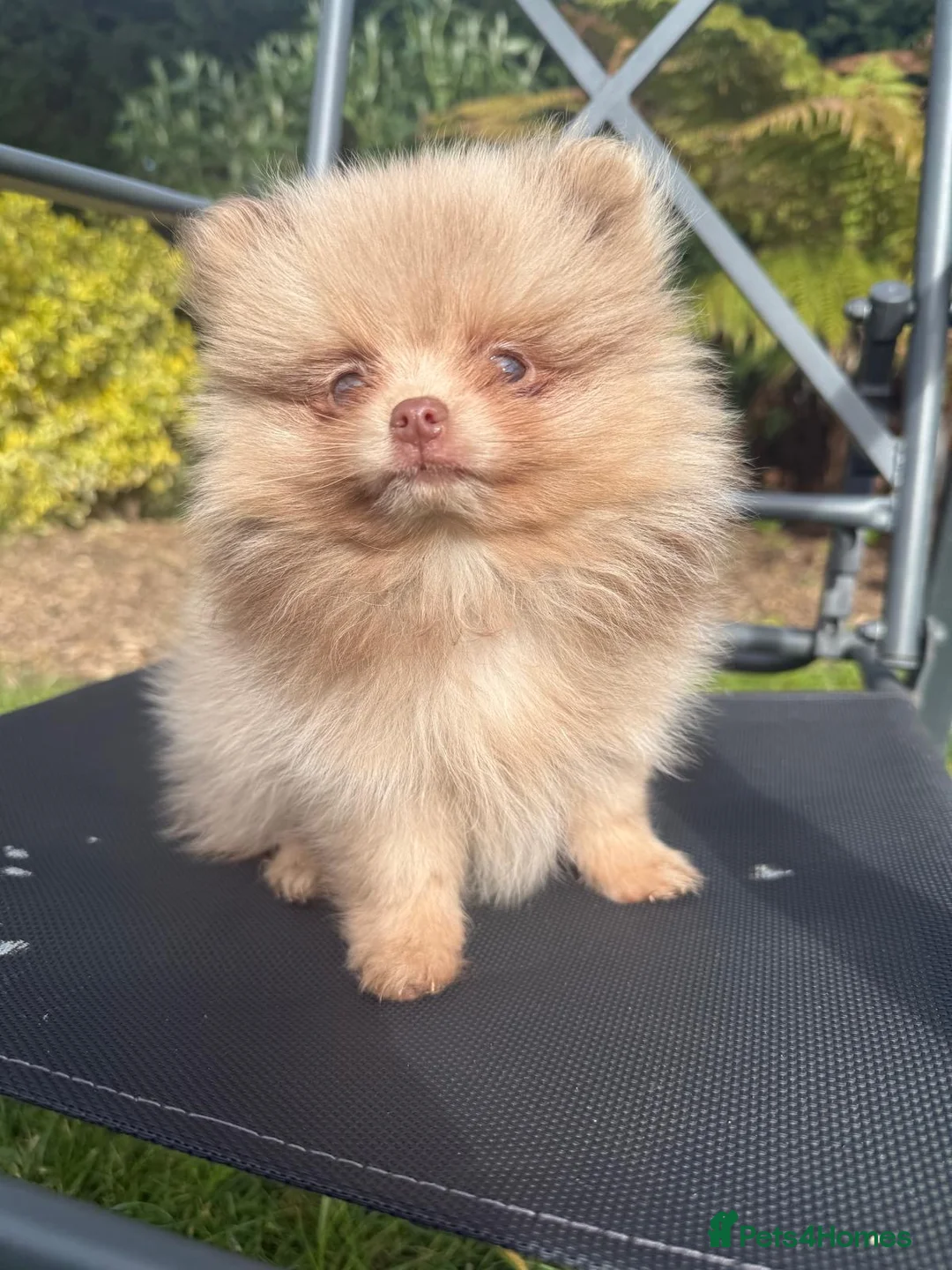 Pomeranian dogs for sale: 🧸 Incredible Teddy Bear Thai Line Pom puppies 🧸 - Advert 2
