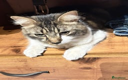 Bengal cats for sale: Kitten  - Image 7