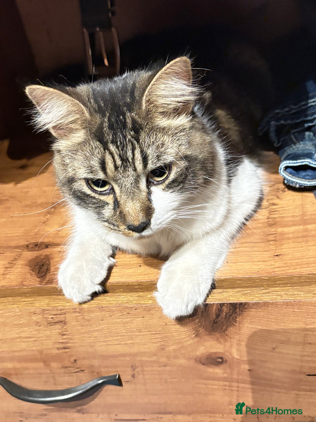 Bengal cats for sale: Kitten  - Image 7