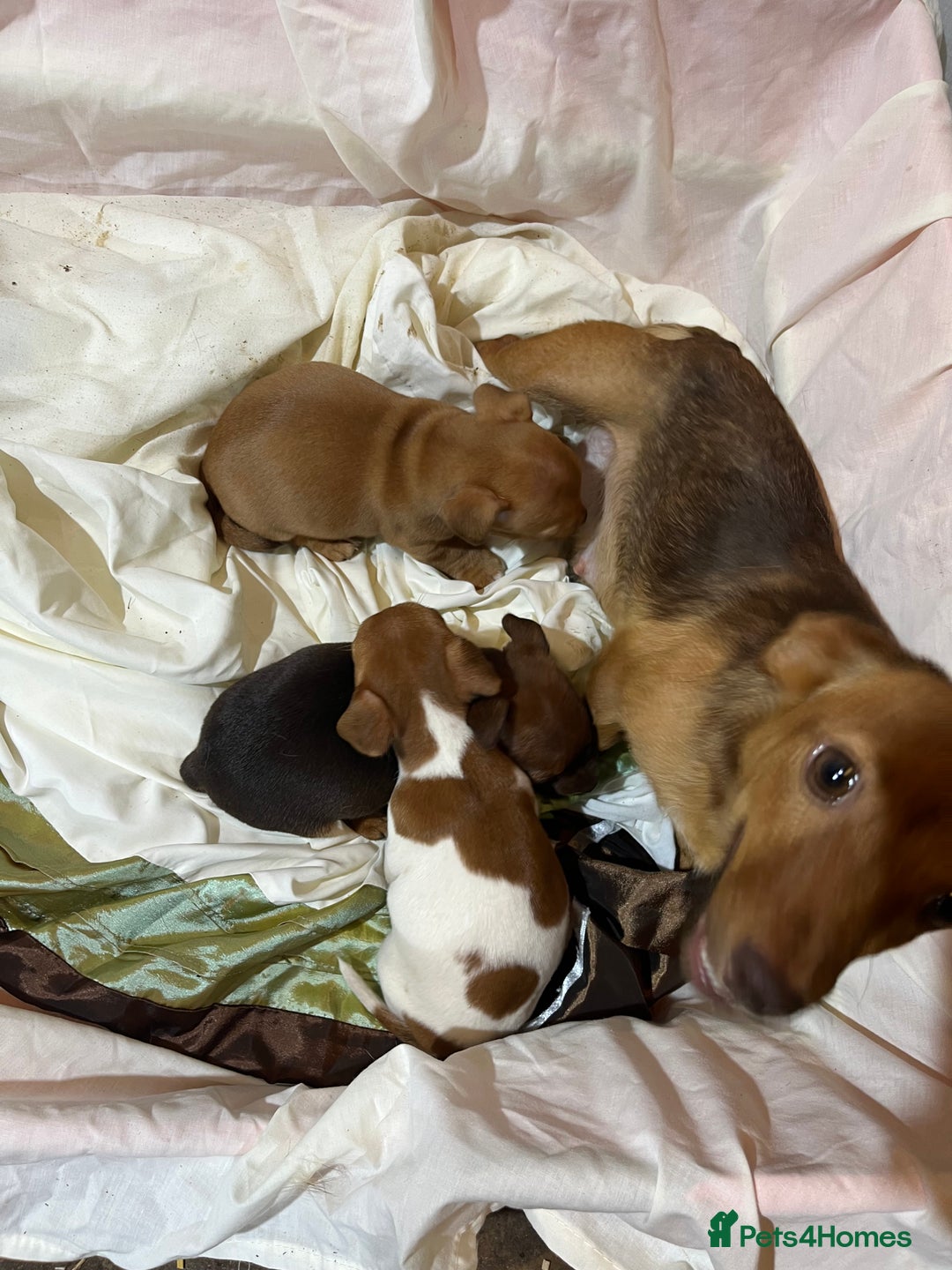 Jack Russell dogs for sale: Beautiful jack Russell pups  - Image 2