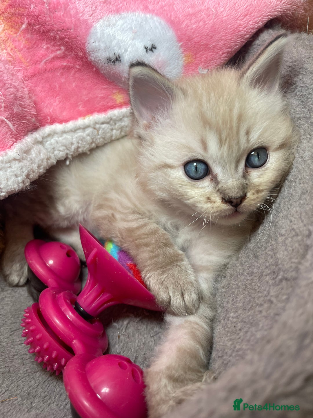 Ragdoll cats for sale: 💫Pedigree Cherubim Ragdolls💫 - Advert 6