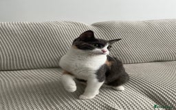 Mixed Breed cats for sale: Half ragdoll half mixed kitten - Image 4