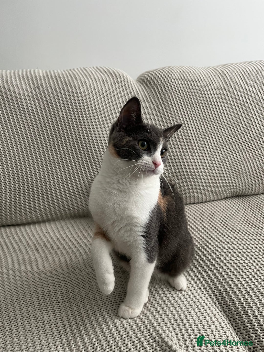 Mixed Breed cats for sale: Half ragdoll half mixed kitten - Image 4
