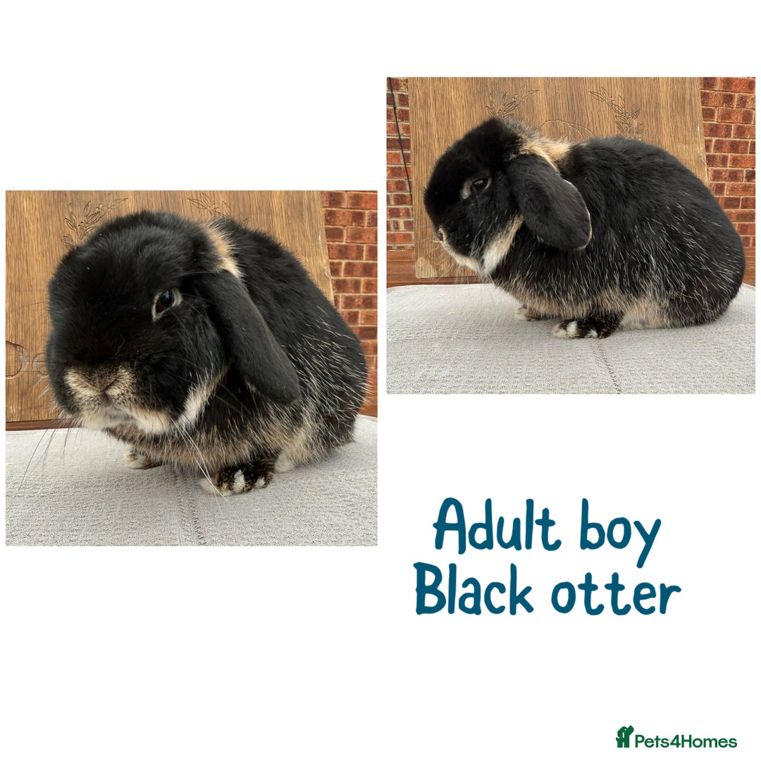 Mini Lop rabbits for sale: Mini lop boys - various ages - Advert 2