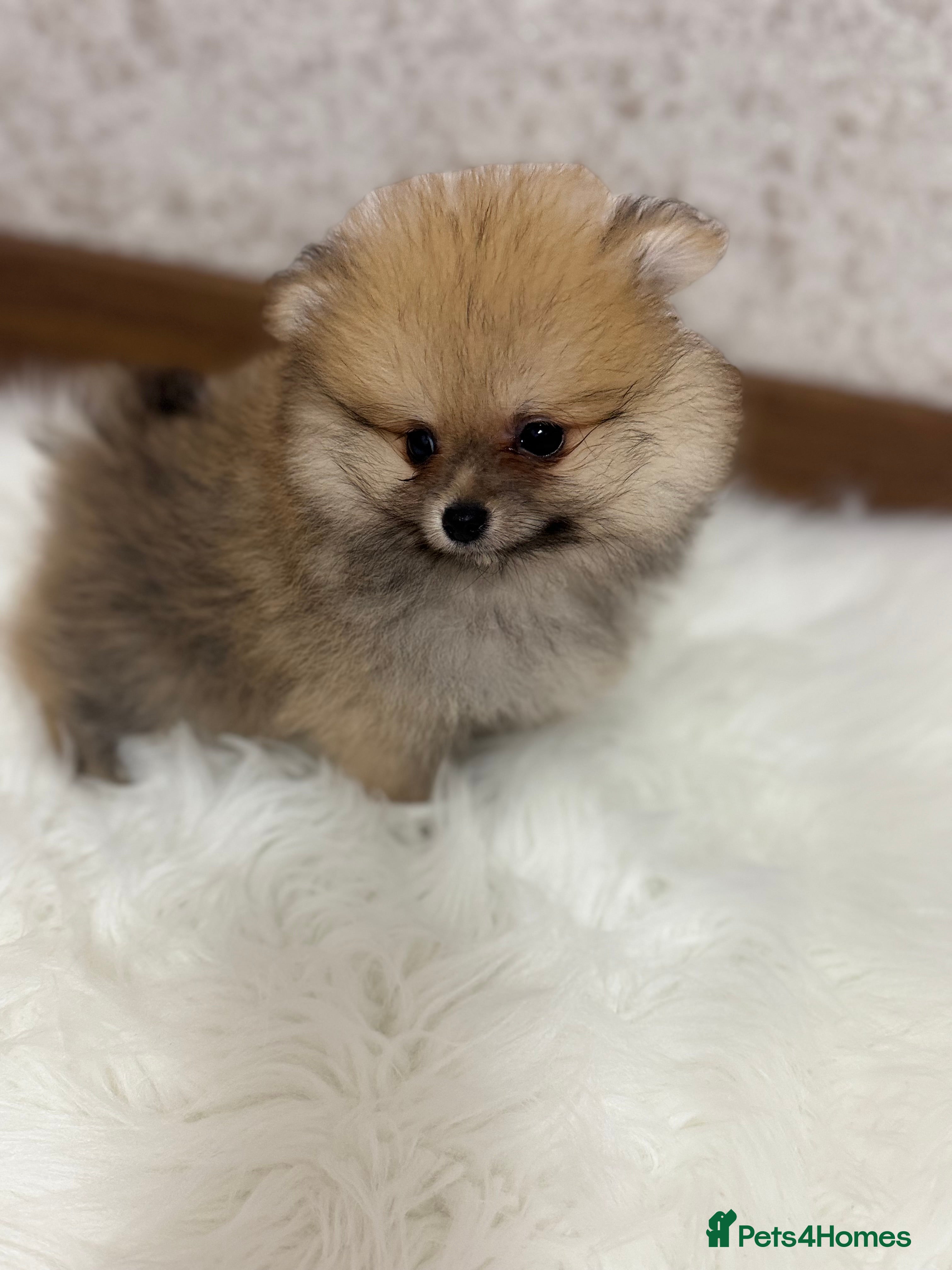 Pomeranian dogs Kc Registered last boy,ready to go! - Advert 5