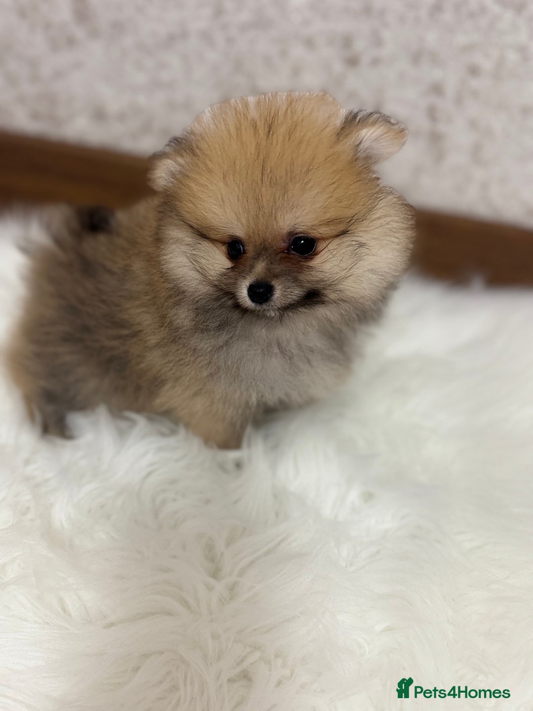 Pomeranian dogs for sale: Kc Registered last boy,ready to go! - Advert 1