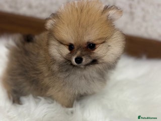Pomeranian dogs Kc Registered last boy and girl,ready to go! - Advert 8