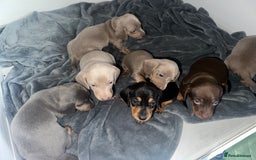 Dachshund dogs for sale: Beautiful dachshund puppies  - Image 14