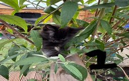 British Longhair cats for sale: 3 kittens ready for forever homes  - Image 2