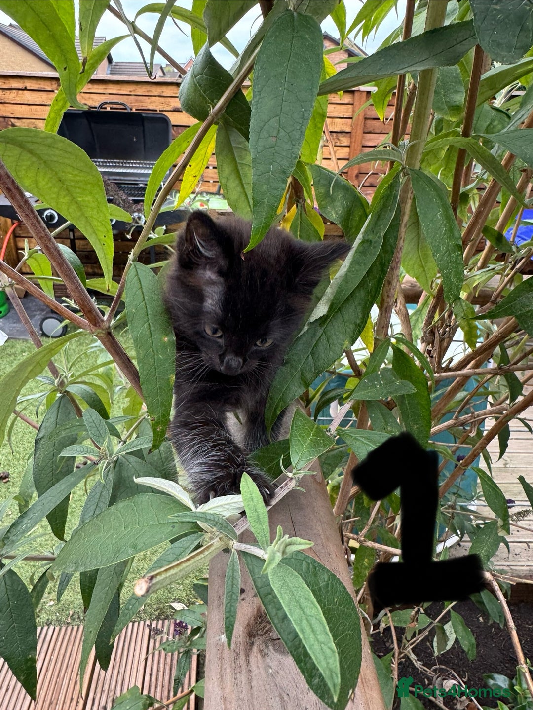 British Longhair cats for sale: 3 kittens ready for forever homes  - Image 2