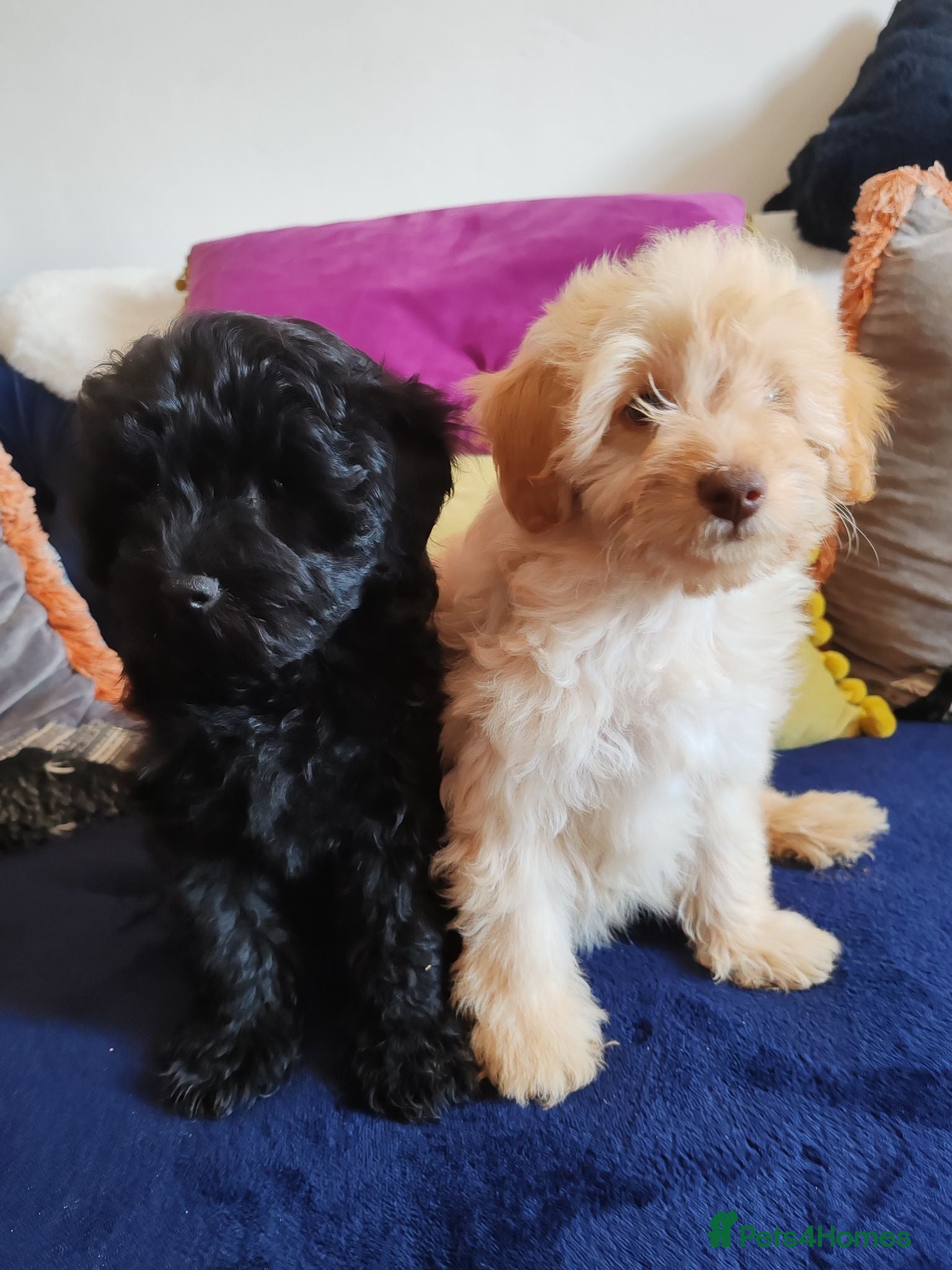 Schnoodle dogs Stunning Schnoodles - Advert 1