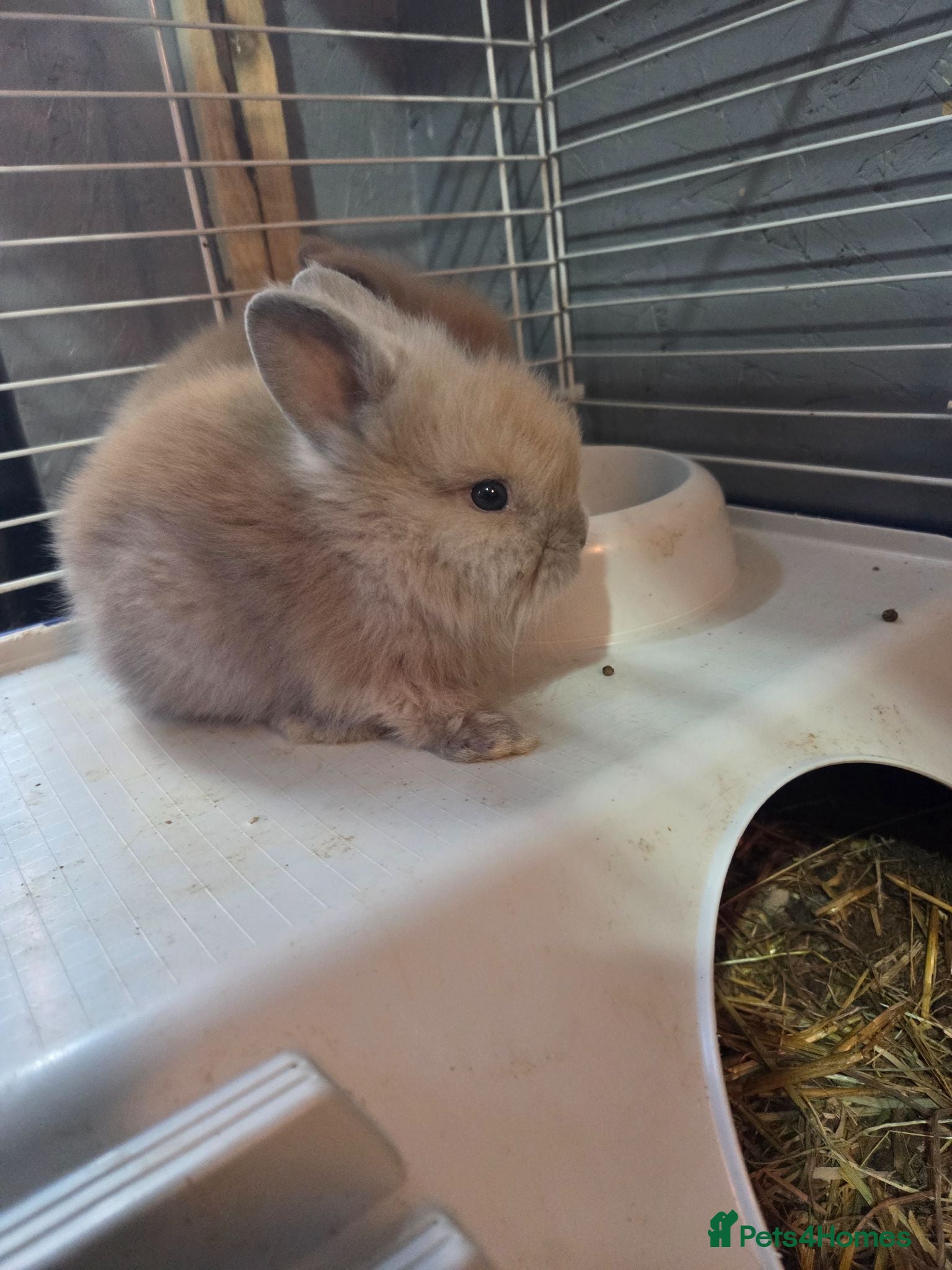 Lionhead rabbits Adorable baby lion heads - Advert 1