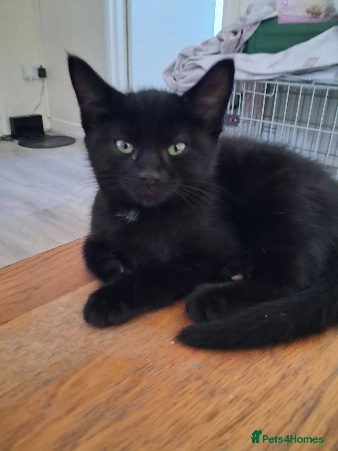 Mixed Breed cats for sale: Beautiful mixed kittens  - Advert 7
