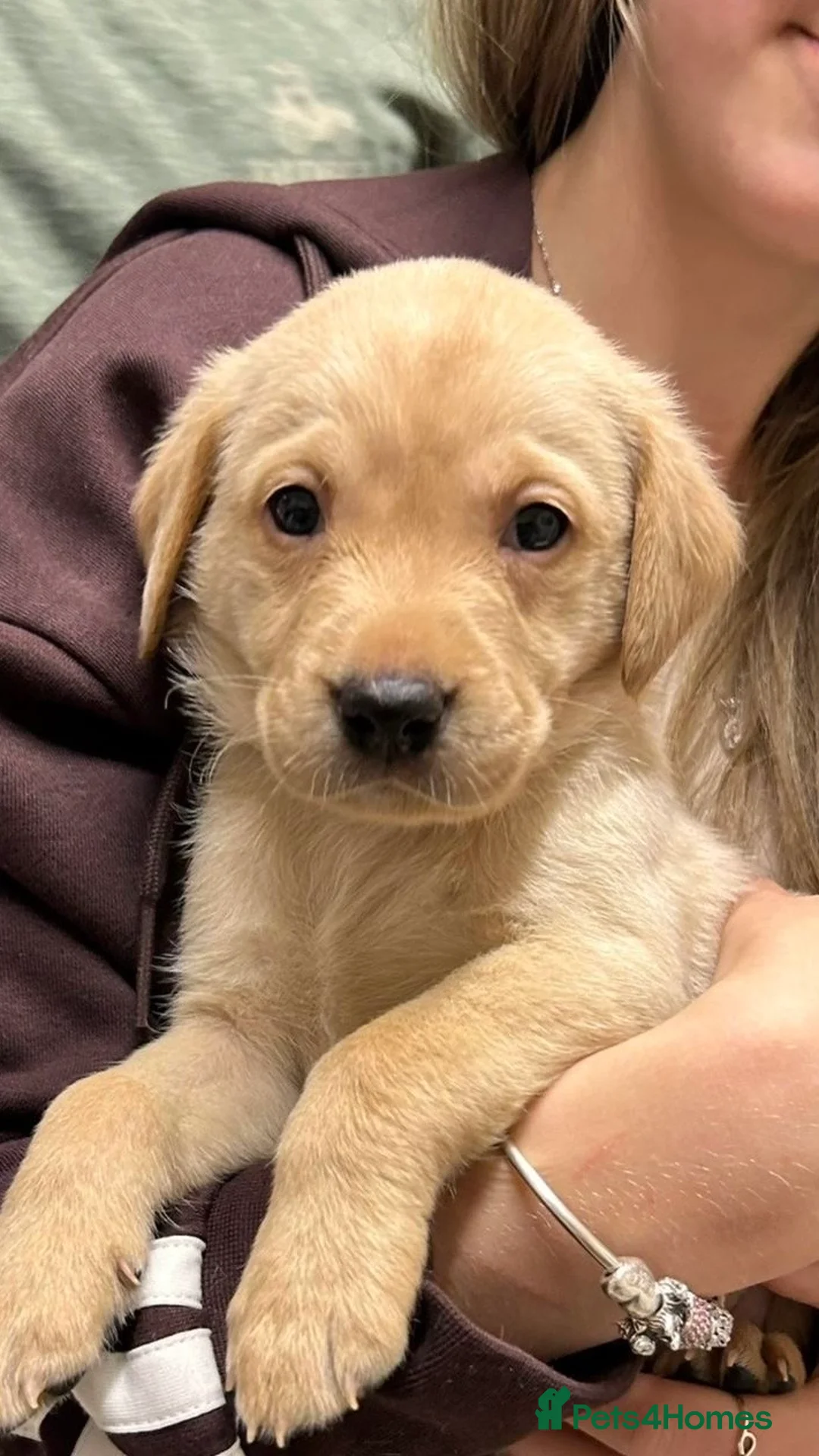 Labrador Retriever dogs for sale: * SOLD * Stunning litter of 9 golden labradors  - Advert 31