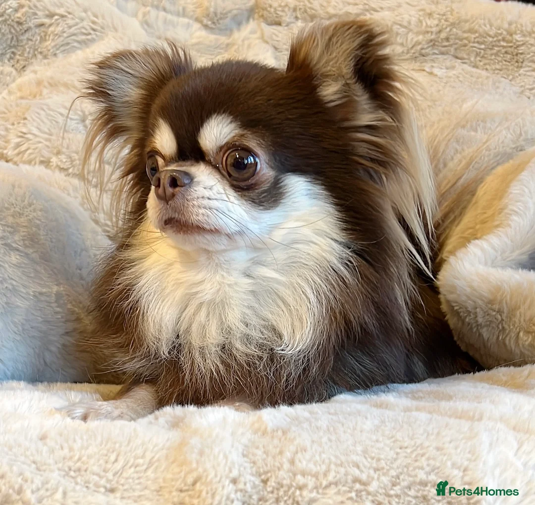 Chihuahua dogs for stud: Thailand imported chihuahua boy stud only in Doncaster - Advert 4