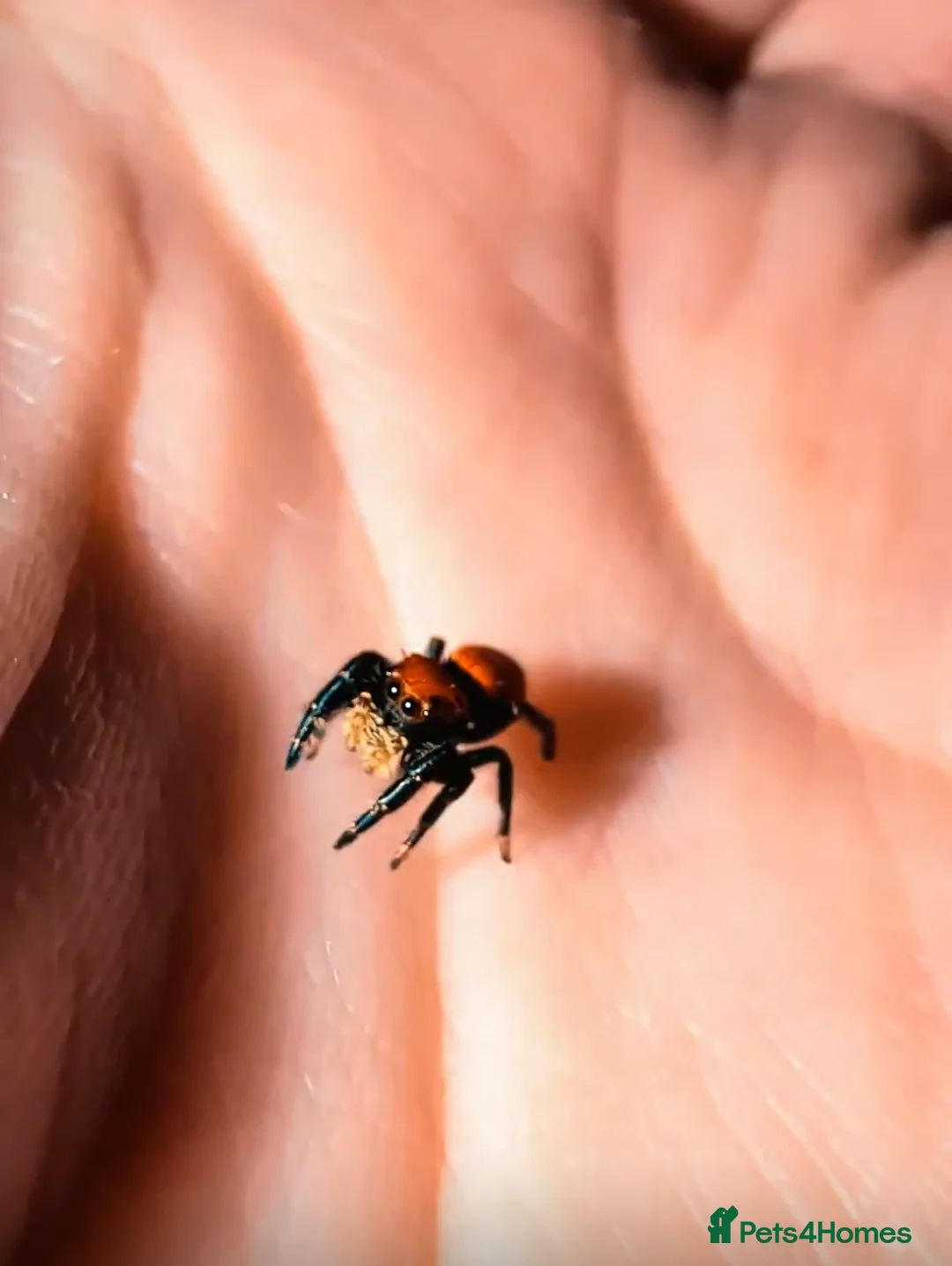 Spiders invertebrates for sale: Phidippus Apacheanus jumping spider - Advert 3