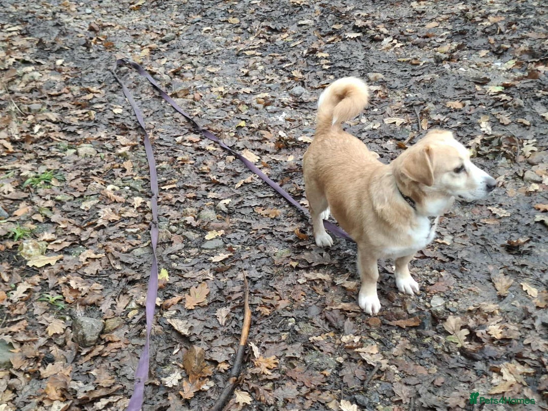 Mixed Breed dogs for adoption: Beloved Bailey - Advert 4