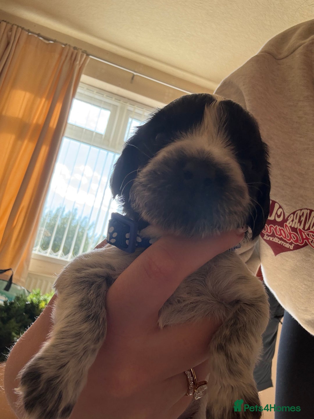 Cocker Spaniel dogs for sale: Working Cocker Spaniel Puppies  - Image 27