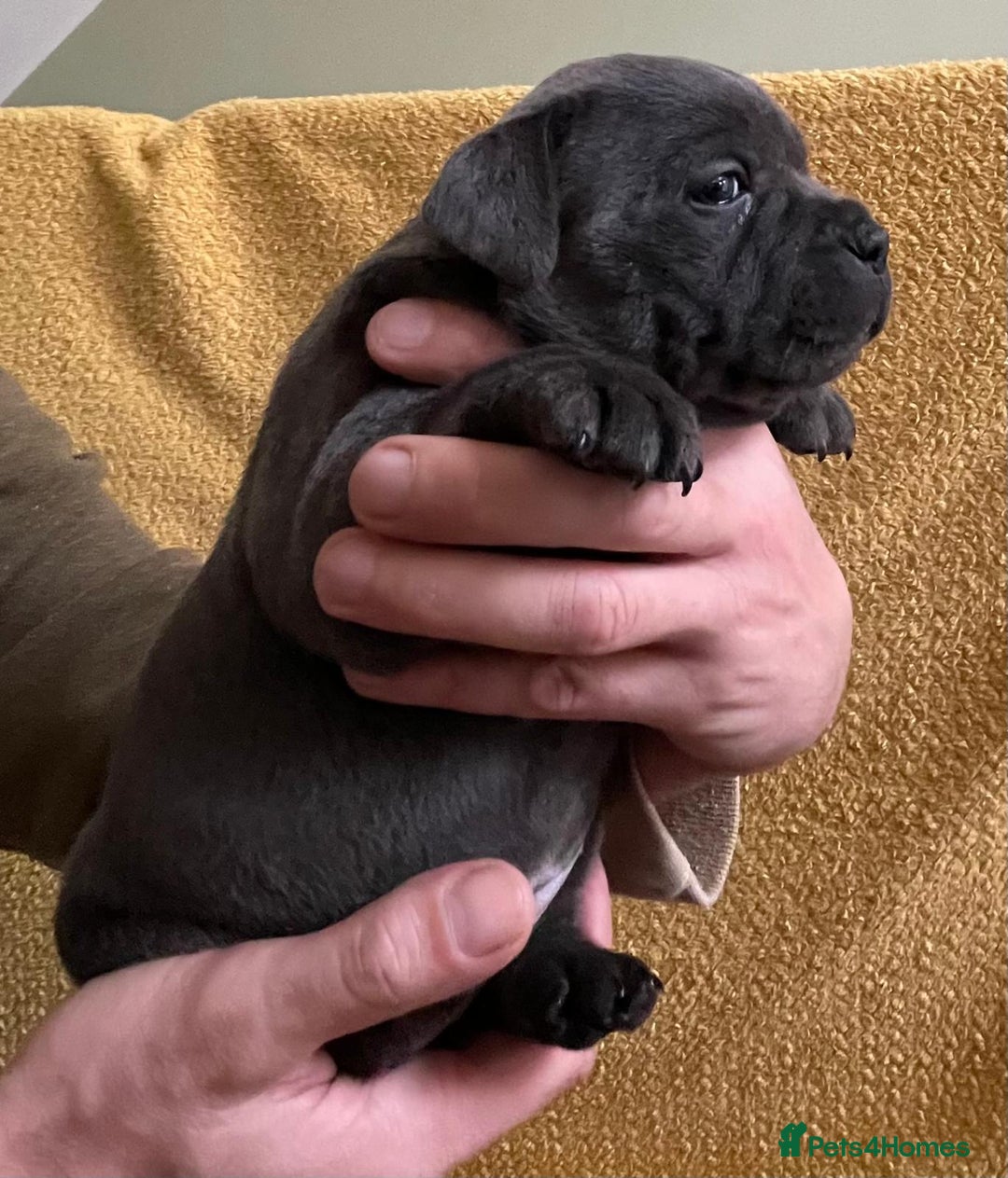 Staffordshire Bull Terrier dogs for sale: Beautiful Blue Champion Staffy Pups - Image 9