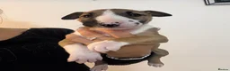 English Bull Terrier dogs for sale: English bull terrier puppies  - Advert 25