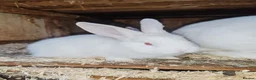 New Zealand rabbits for sale: Pure gorgeous new Zealand white rabbit  - Advert 5