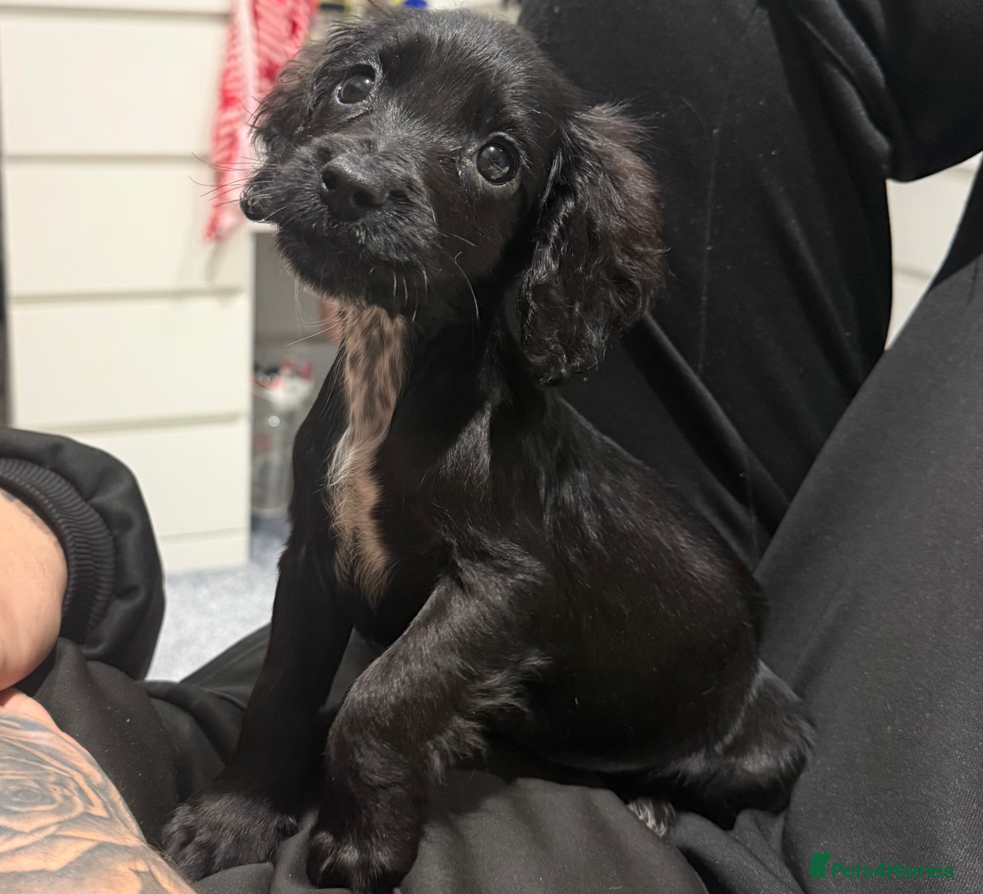 Cocker Spaniel dogs Gorgeous cocker spaniel READY TO LEAVE TODAY - Advert 15