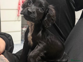 Cocker Spaniel dogs Gorgeous cocker spaniel READY TO LEAVE TODAY - Advert 15