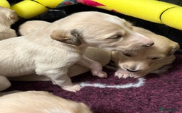 Saluki dogs for sale: Beautiful Saluki (new updated photos)  - Image 5