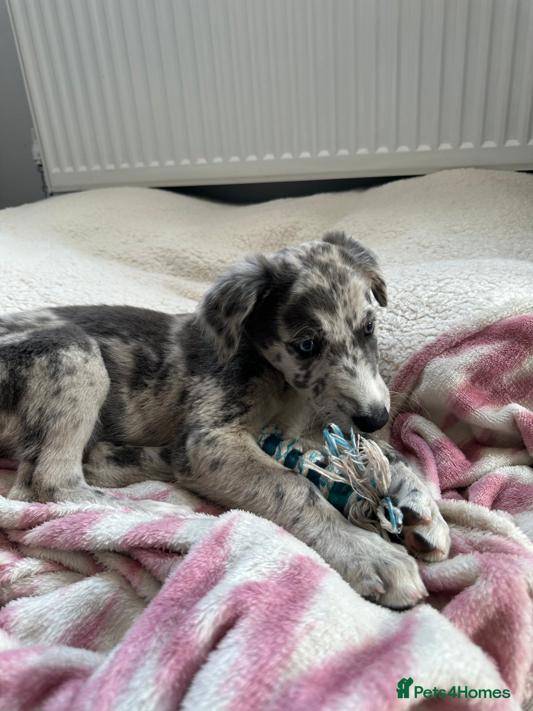 Lurcher dogs for sale: Lurcher Bitch 11 weeks old  - Image 2