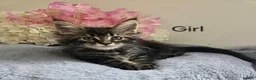 Maine Coon cats for sale: 6 TICA registered Maine Coon kittens. - Advert 10