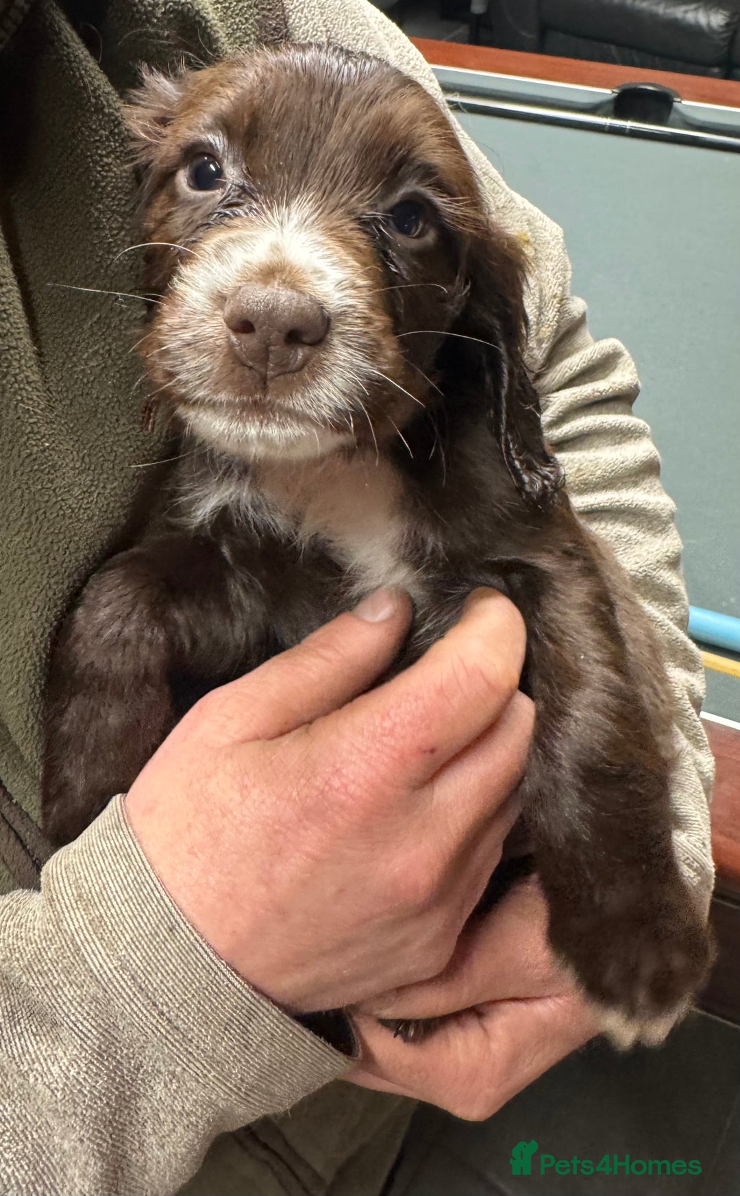 Sprocker dogs for sale: 6x sprocker spaniels  - Advert 13