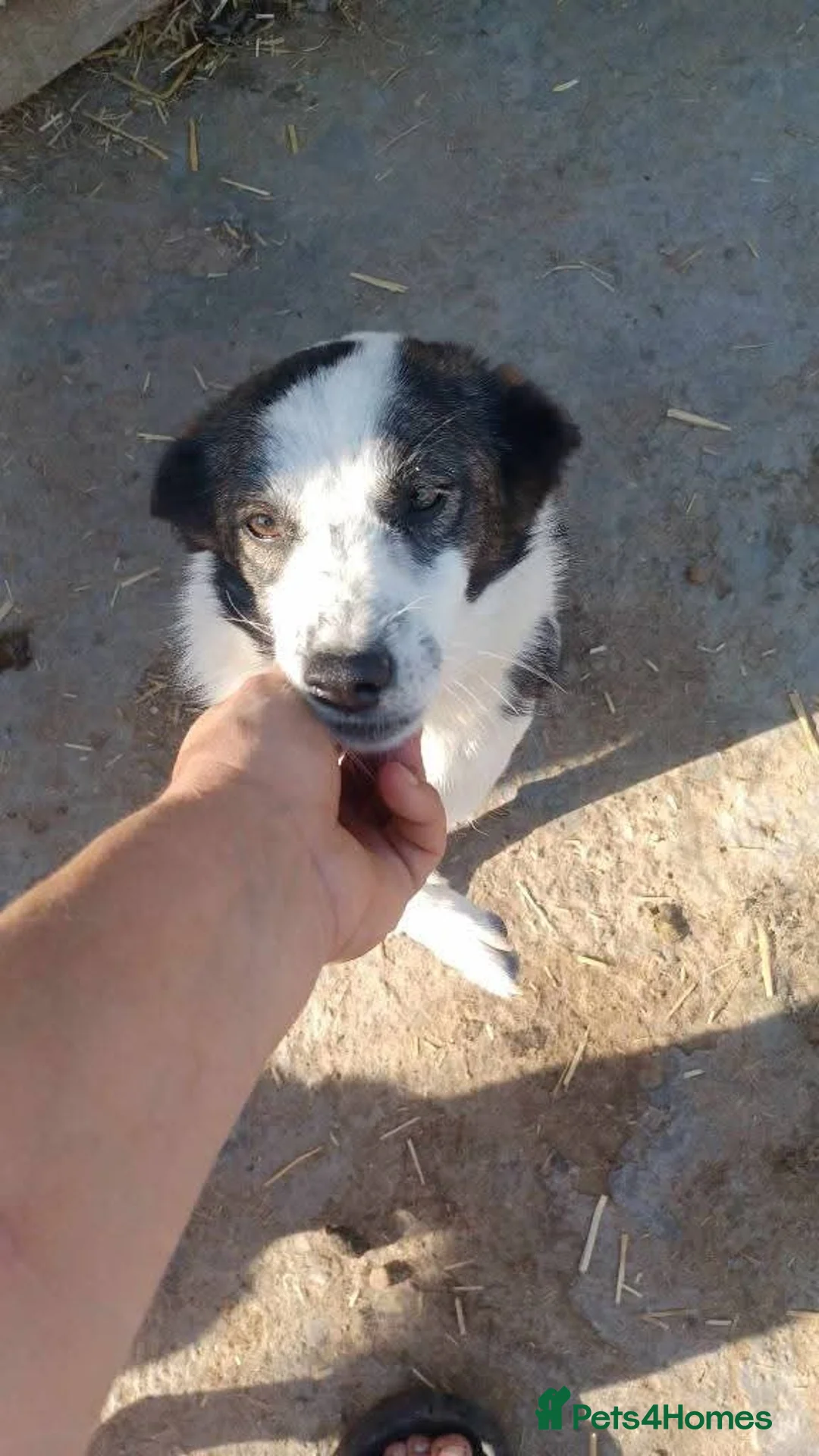 Mixed Breed dogs for adoption: Meet Lilo, currently residing in Hampshire  in Hayling Island - Advert 4